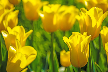 Yellow tulips brightly lit by the sun on a green background - 320488354