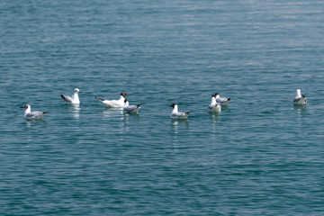 Seagulls floating on calm sea water surface. Flock of seagulls in blue water on bright sunny day