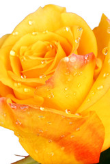 Beautiful yellow rose closeup on light gray background