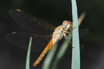 Dragonflies perch on the leaves | Dragonfly