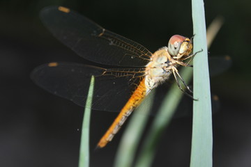 Dragonflies perch on the leaves | Dragonfly