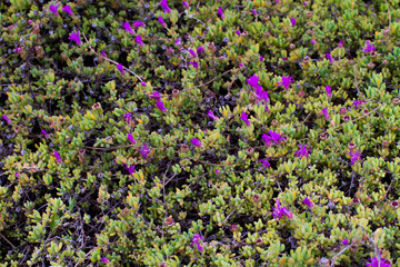 Obraz premium Iceplant succulent blooming with small vibrant purple flowers, fresh wild plant texture close up