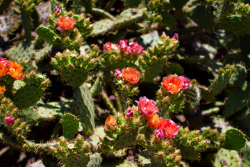 Obraz premium Blooming opuntia cactus outside, on a bright sunny summer day. big orange flowers, nature close-up
