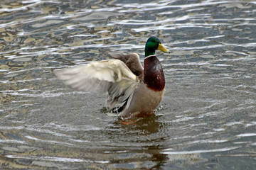 duck in a pond