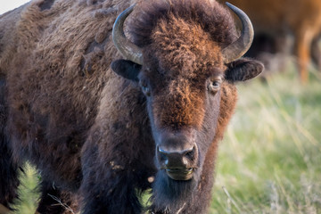 Fototapeta premium American Bison in the field of Custer State Park, South Dakota