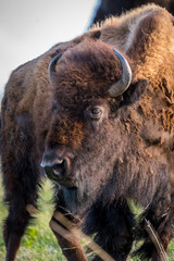 Fototapeta premium American Bison in the field of Custer State Park, South Dakota