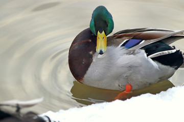 duck in the water