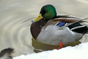 duck in water