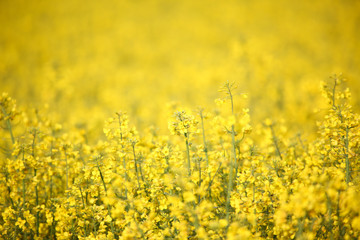 Gelbes Rapsfeld in der Sonne mit einzelnen Blüten im Fokus und unscharfem Hintergrund