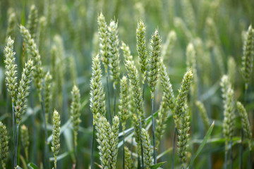 Getreide Ähren die zusammen auf einem grünen Feld stehen