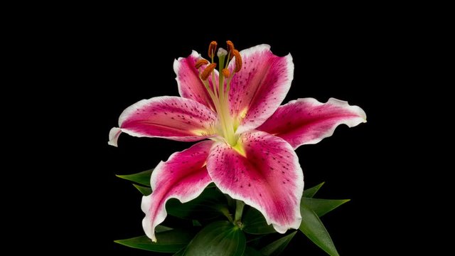 Beautiful pink Lily flower bud blooming timelapse, extreme close up. Time lapse of fresh Lilly opening closeup. Isolated on Black background. 4K UHD