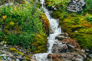 Scenic landscape with clear spring water stream among thick moss and lush vegetation. Mountain creek on mossy slope with fresh greenery and many small flowers. Colorful scenery with rich alpine flora.