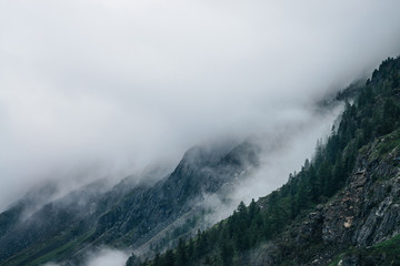 Coniferous forest on mountainside among low clouds. Atmospheric view to rocky mountains with conifer trees in dense fog. Ghostly foggy forest on big rocks. Minimalist dramatic scenery at early morning
