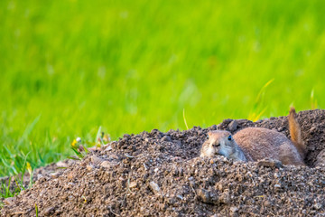 Prairie Dogs in Custer State Park, South Dakota