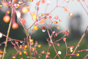 macro photography, grass in the forest drops on the leaves, water drops on the leaves, water drops on the fruit, water on the fruit, water on the leaves, water in fruit, water in the stem, water on tr
