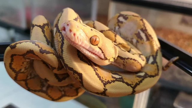 anaconda snake child