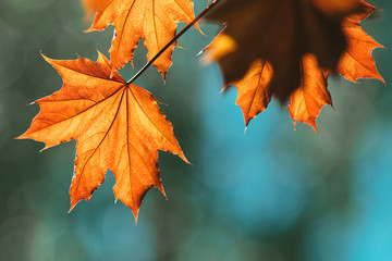 Beautiful Spring or autumn background art Young Maple Leaves in