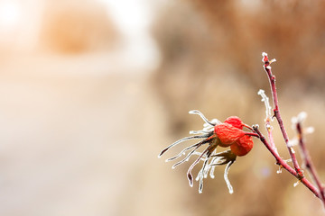 Fototapeta premium Winter landscape.Winter scene .Frozenned flower selective focus