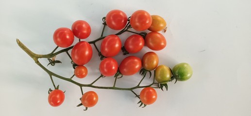 berries of viburnum on branch with leaves