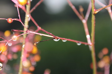 buds on a branch