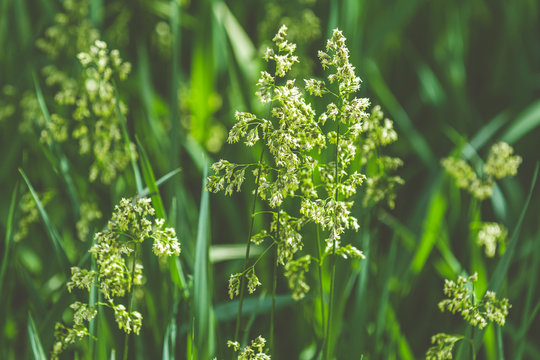 Hierochloe is a genus of plants in the grass family known generally as sweetgrass. Sunny day in the garden, shallow depth of the field, copy space.