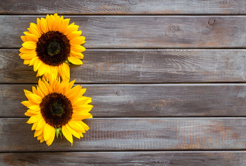 Sunflowers - two flowers - on dark wooden background top-down copy space