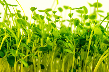 red clover, young shoots in a closeup