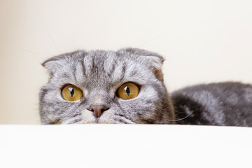 A funny gray Scottish fold cat with yellow eyes sits at the table and looks away with curiosity. Light pastel background.