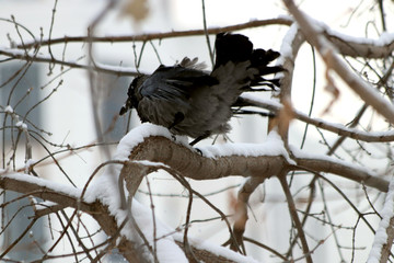 bird on branch