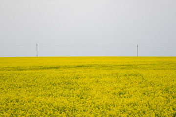 Field of flowering mustard before a thunderstorm