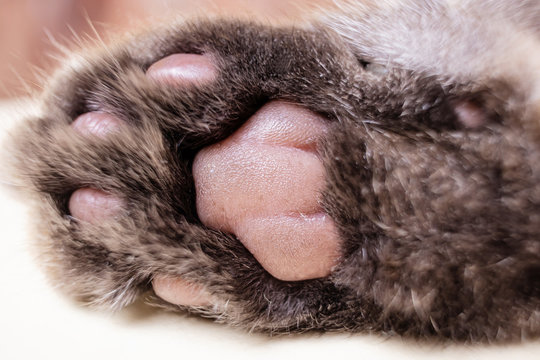 Gray cat's paw close-up. Finger pads. Macro photo.