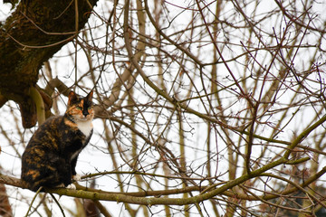 The cat sits neatly on a thin branch