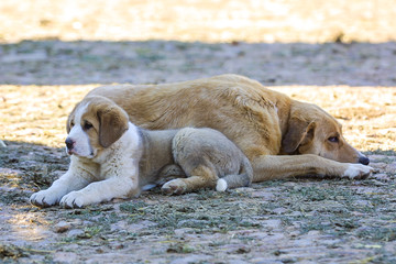 Mastiff dog and his puppy