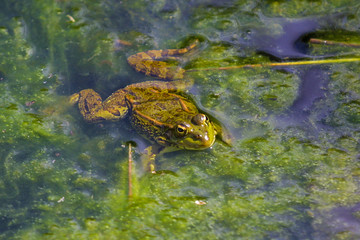 Frog in a pond.
