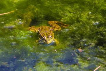 Frog in a pond.