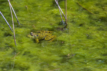Frog in a pond.