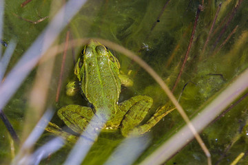 Frog in a pond.