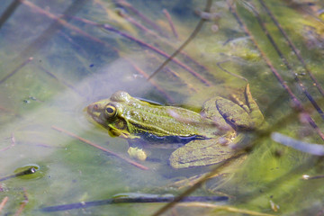 Frog in a pond.