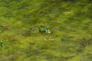 Frog in a pond.