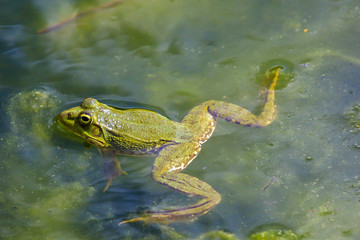 Frog in a pond.