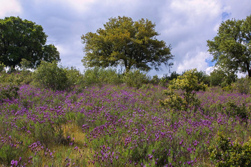 Lavandula stoechas, commonly called cantueso or thyme borriquero