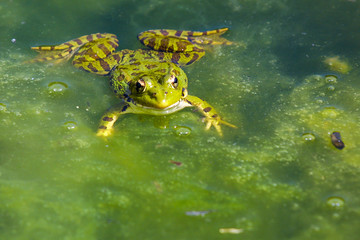 Frog in a pond.