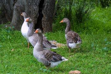 feeding geese
