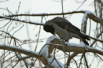 crow on a nest
