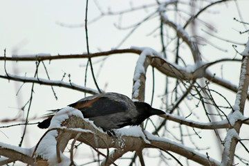 bird on tree