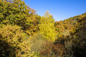 Natural park of Hayedo de Montejo.