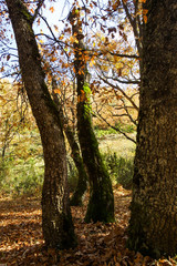 Fototapeta premium Natural park of Hayedo de Montejo.