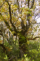 Natural park of Hayedo de Montejo.