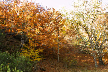 Natural park of Hayedo de Montejo.