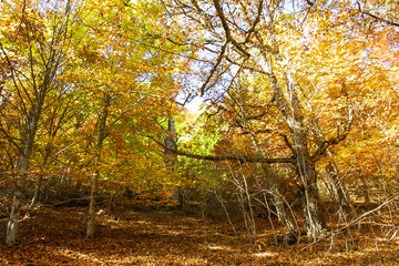 Natural park of Hayedo de Montejo.